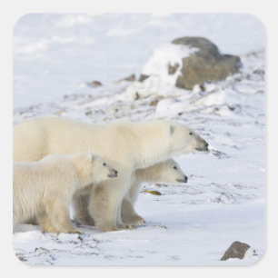 Noord-Amerika, Canada, Manitoba, Churchill Vierkante Sticker