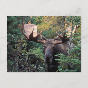 Noord-Amerika, Canada, Nova Scotia, Cape Breton Briefkaart