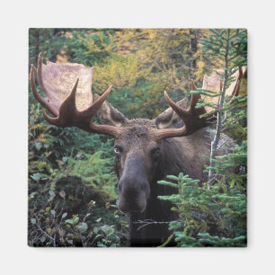 Noord-Amerika, Canada, Nova Scotia, Cape Breton Magneet