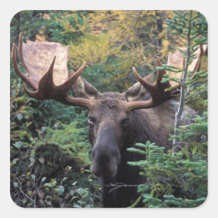 Noord-Amerika, Canada, Nova Scotia, Cape Breton Vierkante Sticker