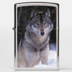 Noord-Amerika, Canada, Oost-Canada, Grijze wolf