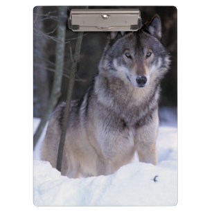 Noord-Amerika, Canada, Oost-Canada, Grijze wolf Klembord