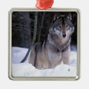 Noord-Amerika, Canada, Oost-Canada, Grijze wolf Metalen Ornament