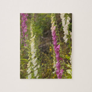 Noord-Amerika, Canada, Queen Charlotte-eilanden, 2 Legpuzzel