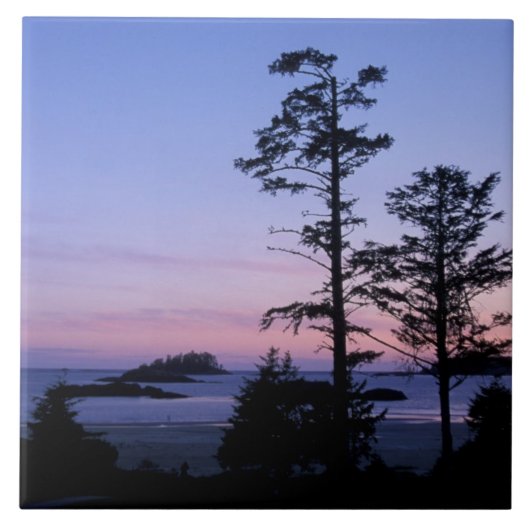 Noord-Amerika, Canada, Vancouver Island, bomen Tegeltje (Voorkant)