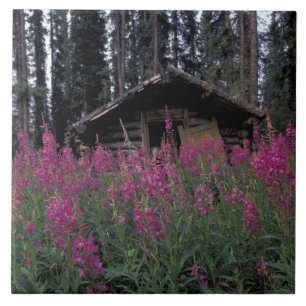 Noord-Amerika, Canada, Yukon. Verlaten vallenstell Tegeltje