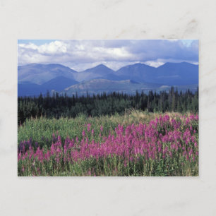 Noord-Amerika, Canada, Yukon. Wilgenroosje bloeit Briefkaart