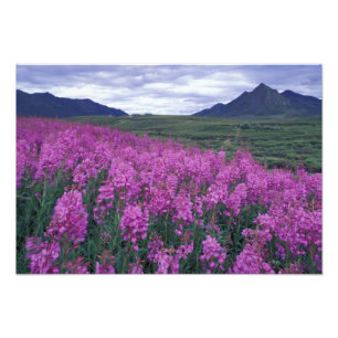 Noord-Amerika, Canada, Yukon. Wilgenroosje bloeit Foto Afdruk