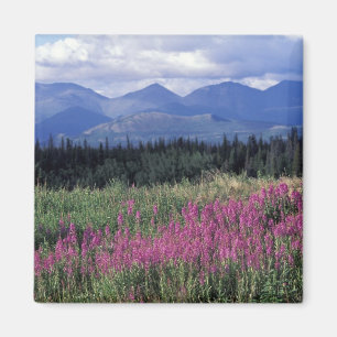 Noord-Amerika, Canada, Yukon. Wilgenroosje bloeit Magneet