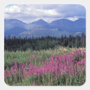 Noord-Amerika, Canada, Yukon. Wilgenroosje bloeit Vierkante Sticker