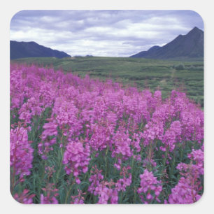 Noord-Amerika, Canada, Yukon. Wilgenroosje bloeit Vierkante Sticker