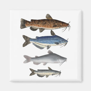Noord-Amerika Catfish Groep Magneet