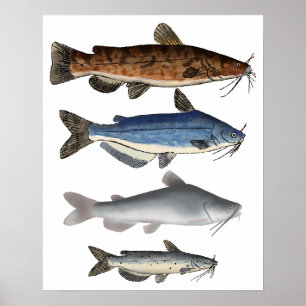 Noord-Amerika Catfish Groep Poster