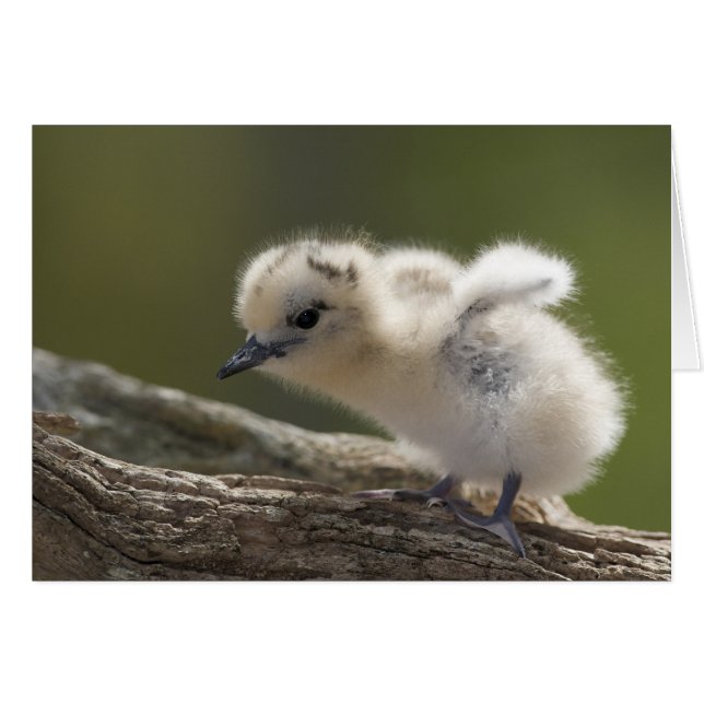 Noord-Amerika, Noordwestelijke Hawaiiaanse eilande (Voorkant Horizontaal)