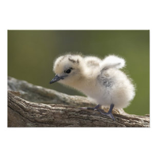 Noord-Amerika, Noordwestelijke Hawaiiaanse eilande Foto Afdruk