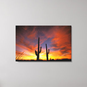 Noord-Amerika, Verenigde Staten, Arizona, Sonorawo Canvas Afdruk