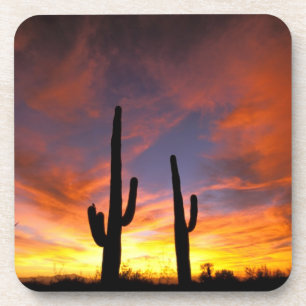 Noord-Amerika, Verenigde Staten, Arizona, Sonorawo Onderzetter