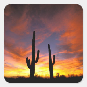 Noord-Amerika, Verenigde Staten, Arizona, Sonorawo Vierkante Sticker