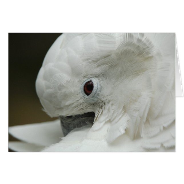 Noord-Amerika, Verenigde Staten, Florida, St. Augu (Voorkant Horizontaal)