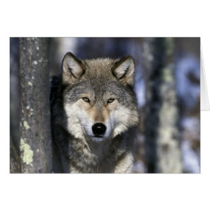 Noord-Amerika, Verenigde Staten, Minnesota. Wolf C