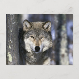 Noord-Amerika, Verenigde Staten, Minnesota. Wolf C Briefkaart
