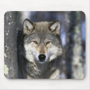 Noord-Amerika, Verenigde Staten, Minnesota. Wolf C Muismat