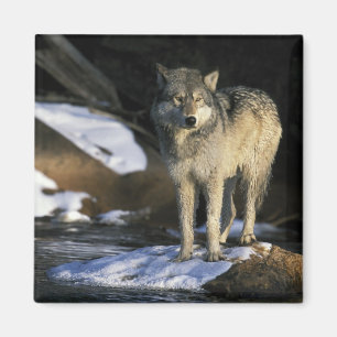 Noord-Amerika, Verenigde Staten, Minnesota. Wolf ( Magneet