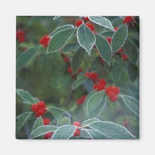 Noord-Amerika, Verenigde Staten, New England. Holl Magneet