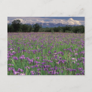 Noord-Amerika, VS, Alaska, Anchorage, Eklutna Briefkaart