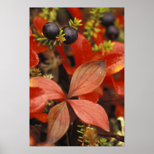 Noord-Amerika, VS, Alaska, Denali NP. Poster