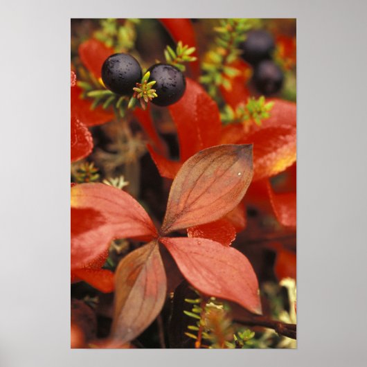 Noord-Amerika, VS, Alaska, Denali NP. Poster (Voorkant)