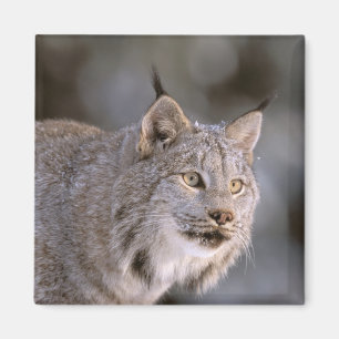 Noord-Amerika, VS, Alaska, Haines. Lynx (Felis lyn Magneet