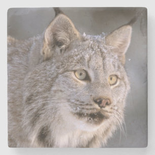 Noord-Amerika, VS, Alaska, Haines. Lynx (Felis lyn Stenen Onderzetter