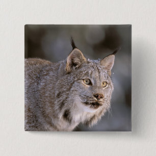 Noord-Amerika, VS, Alaska, Haines. Lynx (Felis lyn Vierkante Button 5,1 Cm