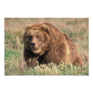 Noord-Amerika, VS, Alaska, Kodiak Island, Foto Afdruk