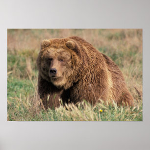 Noord-Amerika, VS, Alaska, Kodiak Island, Poster