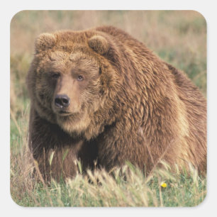 Noord-Amerika, VS, Alaska, Kodiak Island, Vierkante Sticker