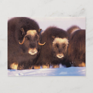 Noord-Amerika, VS, Alaska, poolcirkel, Briefkaart