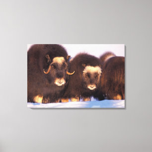 Noord-Amerika, VS, Alaska, poolcirkel, Canvas Afdruk