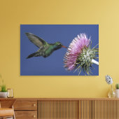 Noord-Amerika, VS, Arizona. Breedbuikkoel Canvas Afdruk (Insitu (Woonkamer))