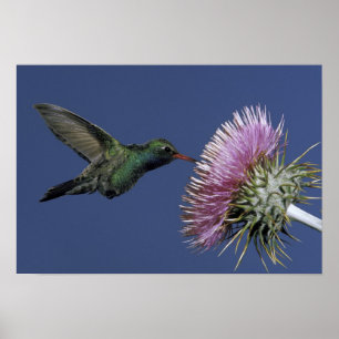 Noord-Amerika, VS, Arizona. Breedbuikkoel Poster