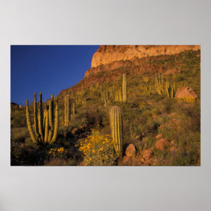 Noord-Amerika, VS, Arizona, Organ Pipe Cactus 2 Poster