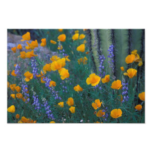 Noord-Amerika, VS, Arizona, Organ Pipe Cactus Foto Afdruk