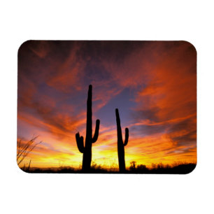 Noord-Amerika, VS, Arizona, Sonoran-woestijn. Magneet