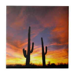 Noord-Amerika, VS, Arizona, Sonorawoestijn Tegeltje