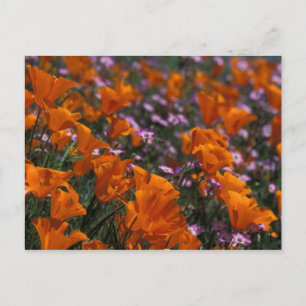 Noord-Amerika, VS, Californië, Antelope Valley, 2 Briefkaart