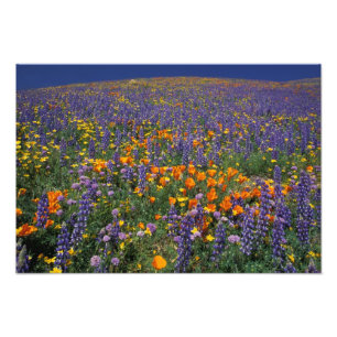 Noord-Amerika, VS, Californië, Los Angeles 2 Foto Afdruk