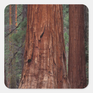Noord-Amerika, VS, Californië, Yosemite NP, 2 Vierkante Sticker