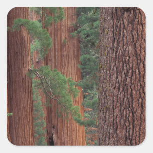 Noord-Amerika, VS, Californië, Yosemite NP, Vierkante Sticker