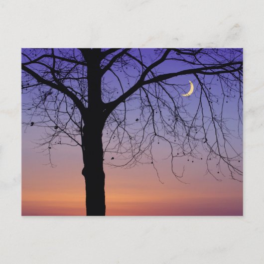 Noord-Amerika, VS, Florida, Mt. Dora, de Briefkaart (Voorkant)